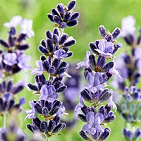 english lavender